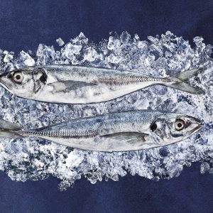 FISH MAASBANKER