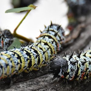 MOPANI WORMS